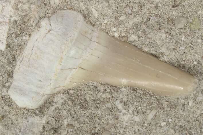 Otodus Shark Tooth Fossil in Rock - Eocene #230896